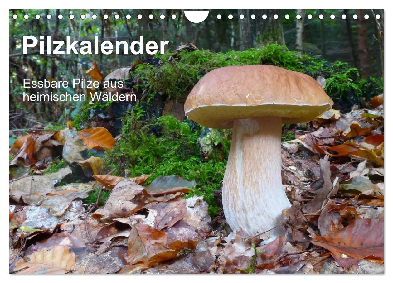 Cover: 9783516111835 | Pilzkalender (Wandkalender 2026 DIN A4 quer), CALVENDO Monatskalender
