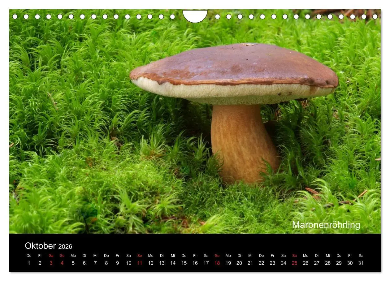 Bild: 9783516111835 | Pilzkalender (Wandkalender 2026 DIN A4 quer), CALVENDO Monatskalender