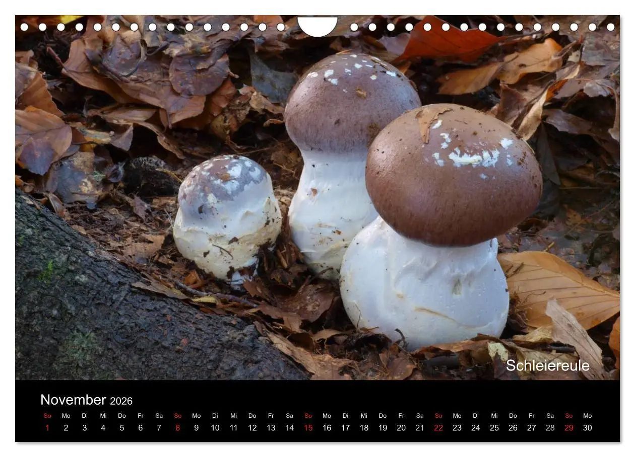Bild: 9783516111835 | Pilzkalender (Wandkalender 2026 DIN A4 quer), CALVENDO Monatskalender