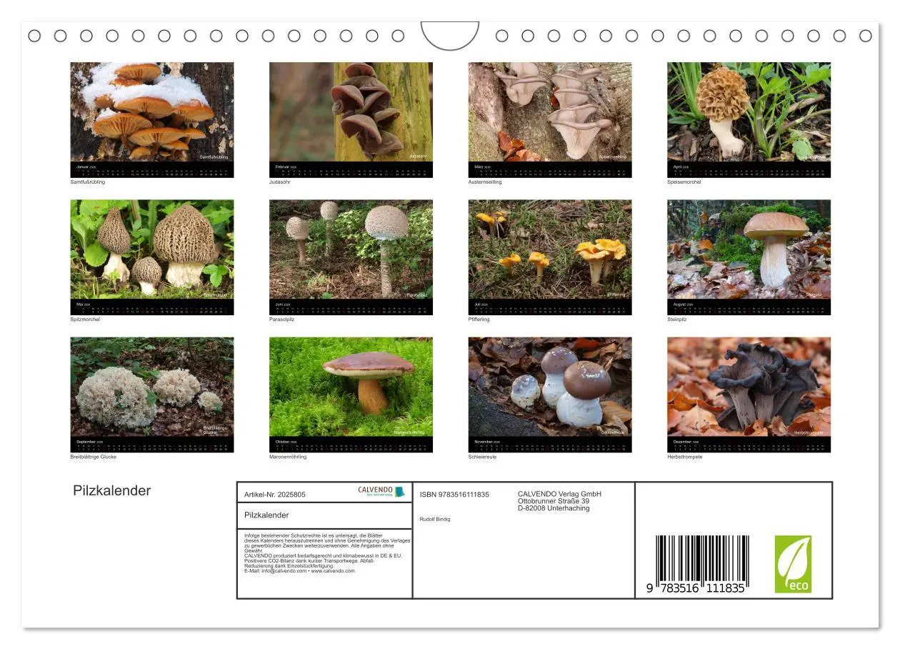 Bild: 9783516111835 | Pilzkalender (Wandkalender 2026 DIN A4 quer), CALVENDO Monatskalender