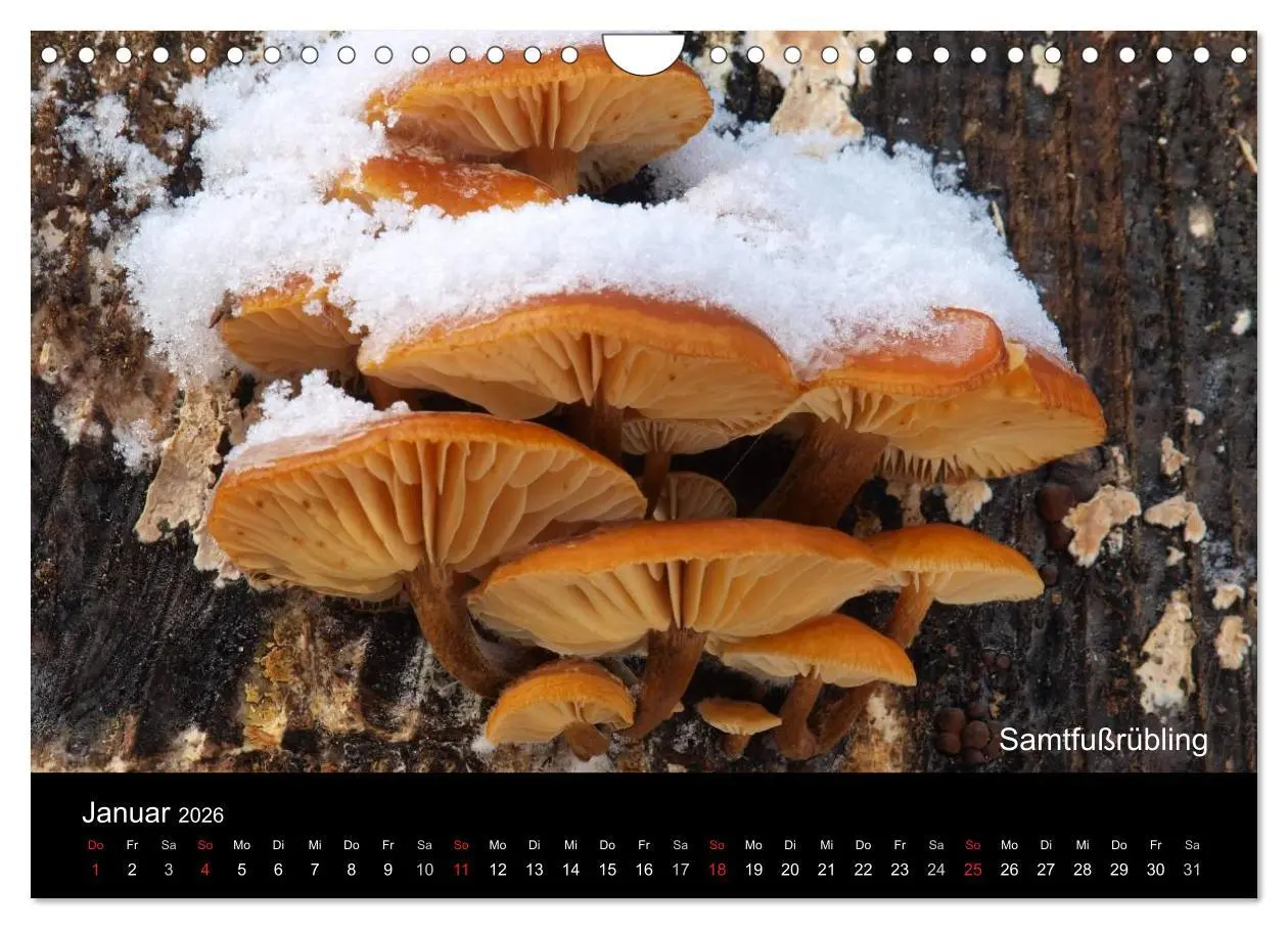 Bild: 9783516111835 | Pilzkalender (Wandkalender 2026 DIN A4 quer), CALVENDO Monatskalender