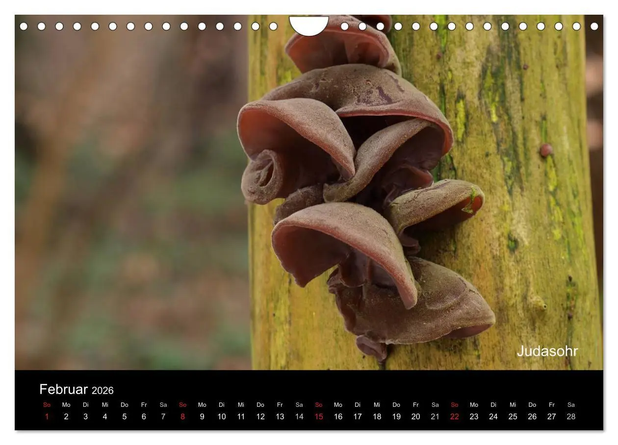Bild: 9783516111835 | Pilzkalender (Wandkalender 2026 DIN A4 quer), CALVENDO Monatskalender