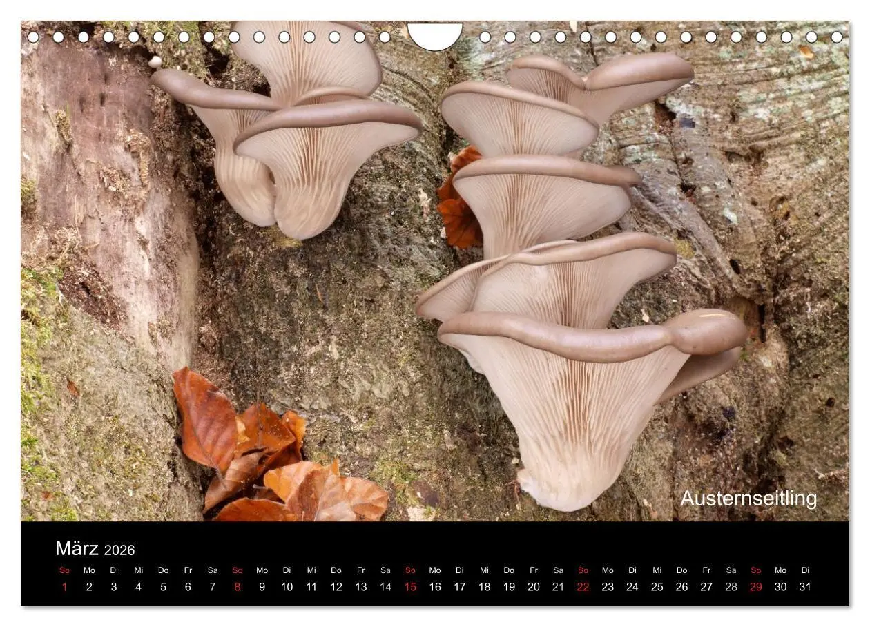 Bild: 9783516111835 | Pilzkalender (Wandkalender 2026 DIN A4 quer), CALVENDO Monatskalender