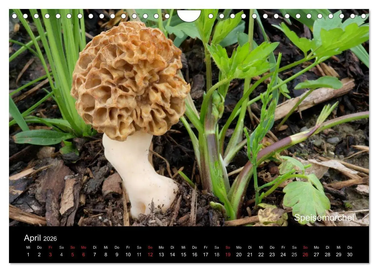 Bild: 9783516111835 | Pilzkalender (Wandkalender 2026 DIN A4 quer), CALVENDO Monatskalender