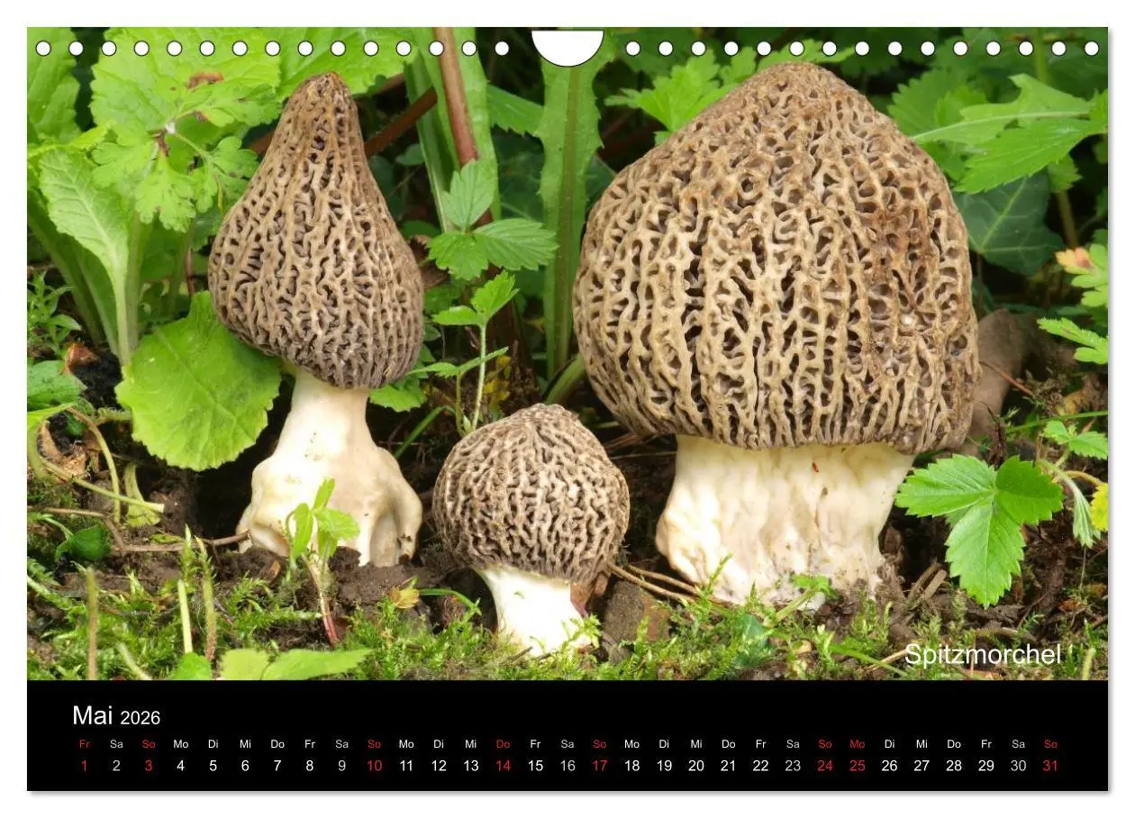 Bild: 9783516111835 | Pilzkalender (Wandkalender 2026 DIN A4 quer), CALVENDO Monatskalender