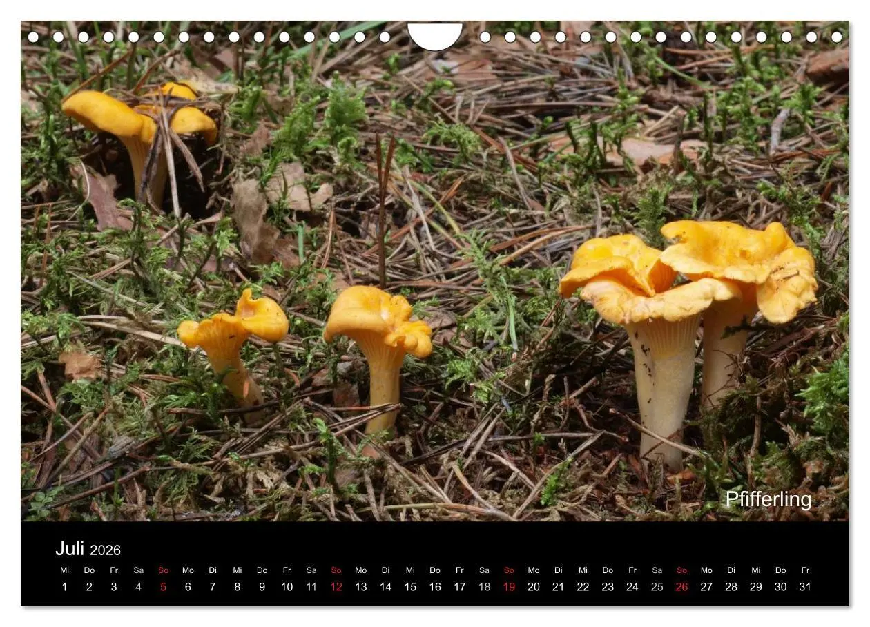 Bild: 9783516111835 | Pilzkalender (Wandkalender 2026 DIN A4 quer), CALVENDO Monatskalender