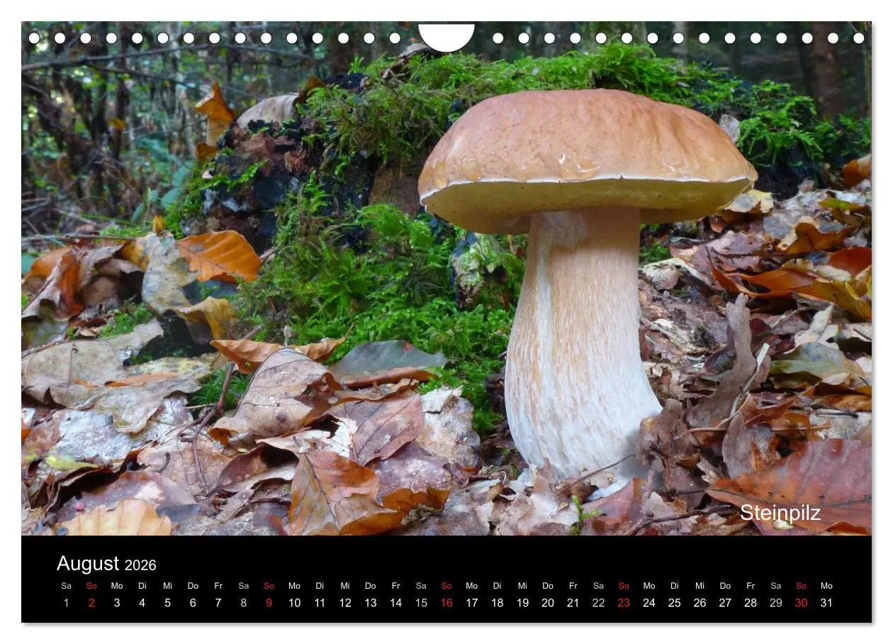 Bild: 9783516111835 | Pilzkalender (Wandkalender 2026 DIN A4 quer), CALVENDO Monatskalender