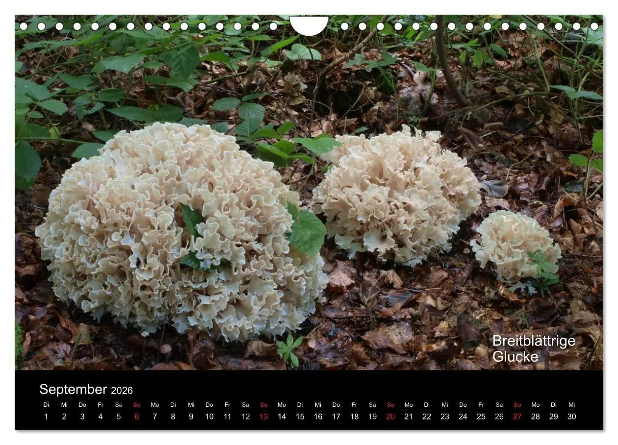 Bild: 9783516111835 | Pilzkalender (Wandkalender 2026 DIN A4 quer), CALVENDO Monatskalender