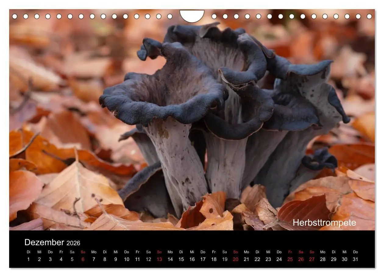 Bild: 9783516111835 | Pilzkalender (Wandkalender 2026 DIN A4 quer), CALVENDO Monatskalender
