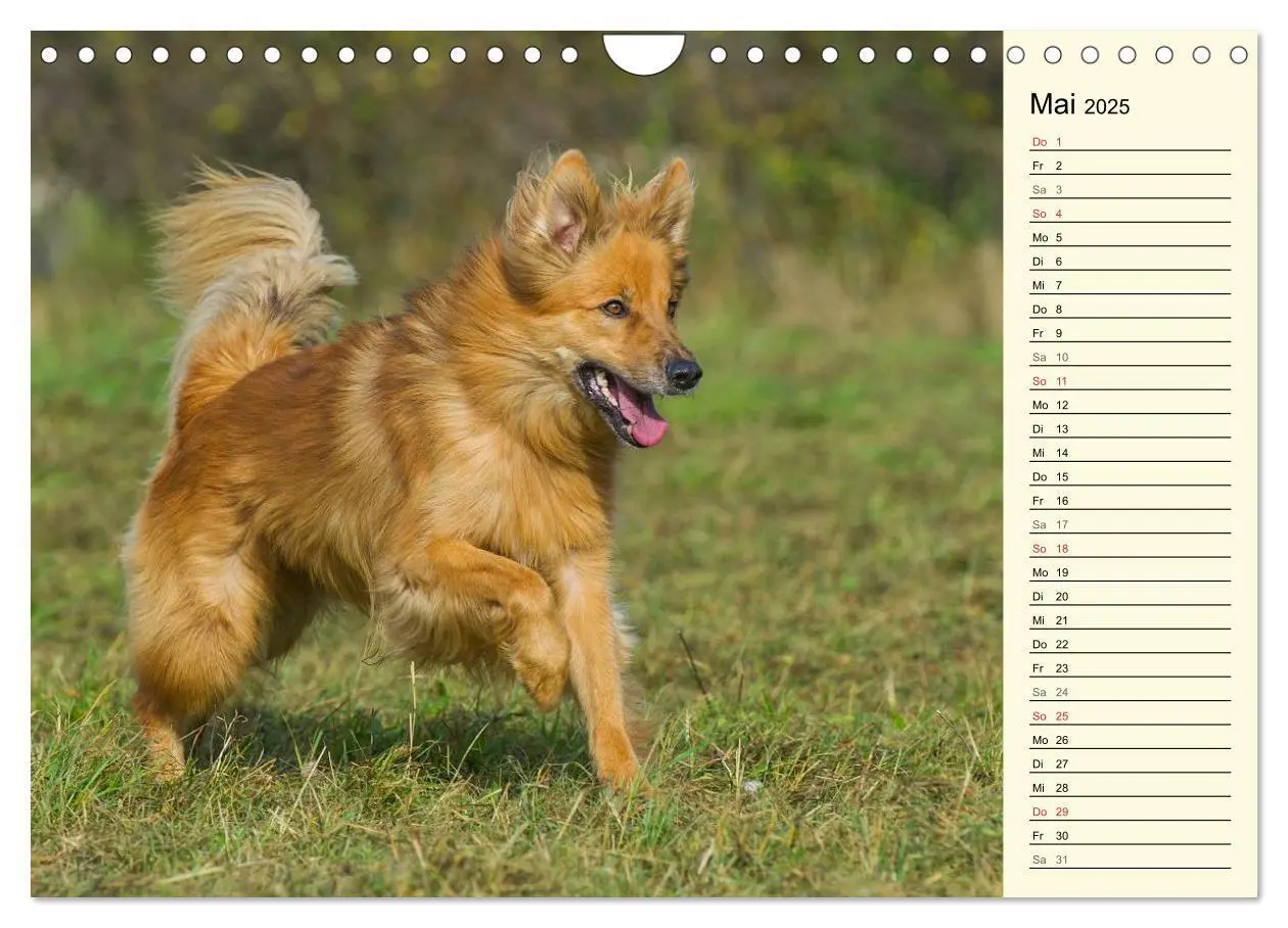 Bild: 9783435541935 | Altdeutsche Hütehunde - Fast vergessen (Wandkalender 2025 DIN A4...