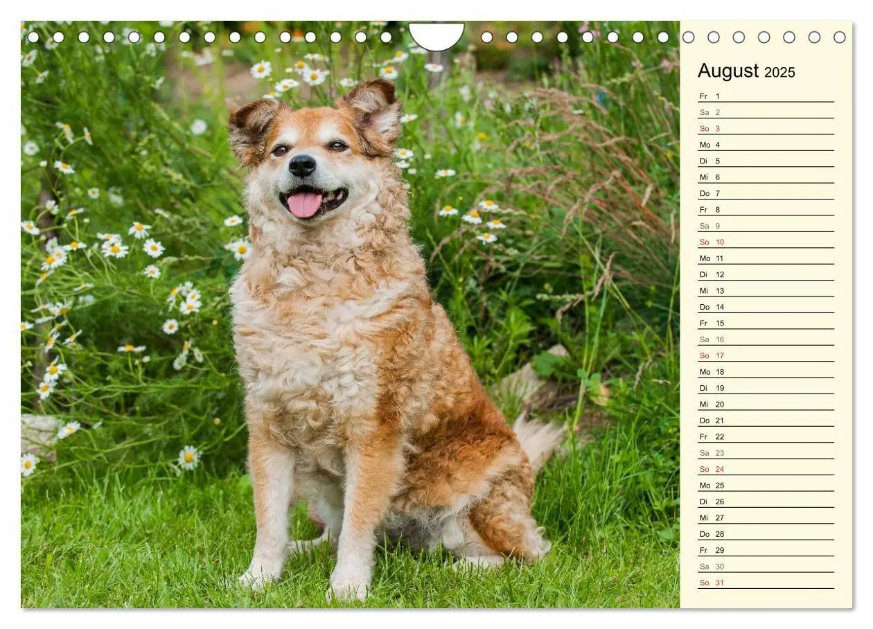 Bild: 9783435541935 | Altdeutsche Hütehunde - Fast vergessen (Wandkalender 2025 DIN A4...