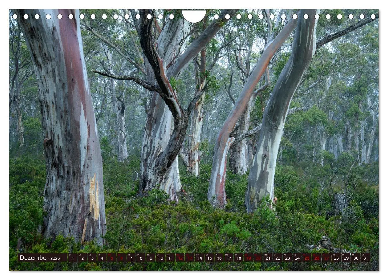 Bild: 9783457321935 | Traumpfade Australien (Wandkalender 2026 DIN A4 quer), CALVENDO...