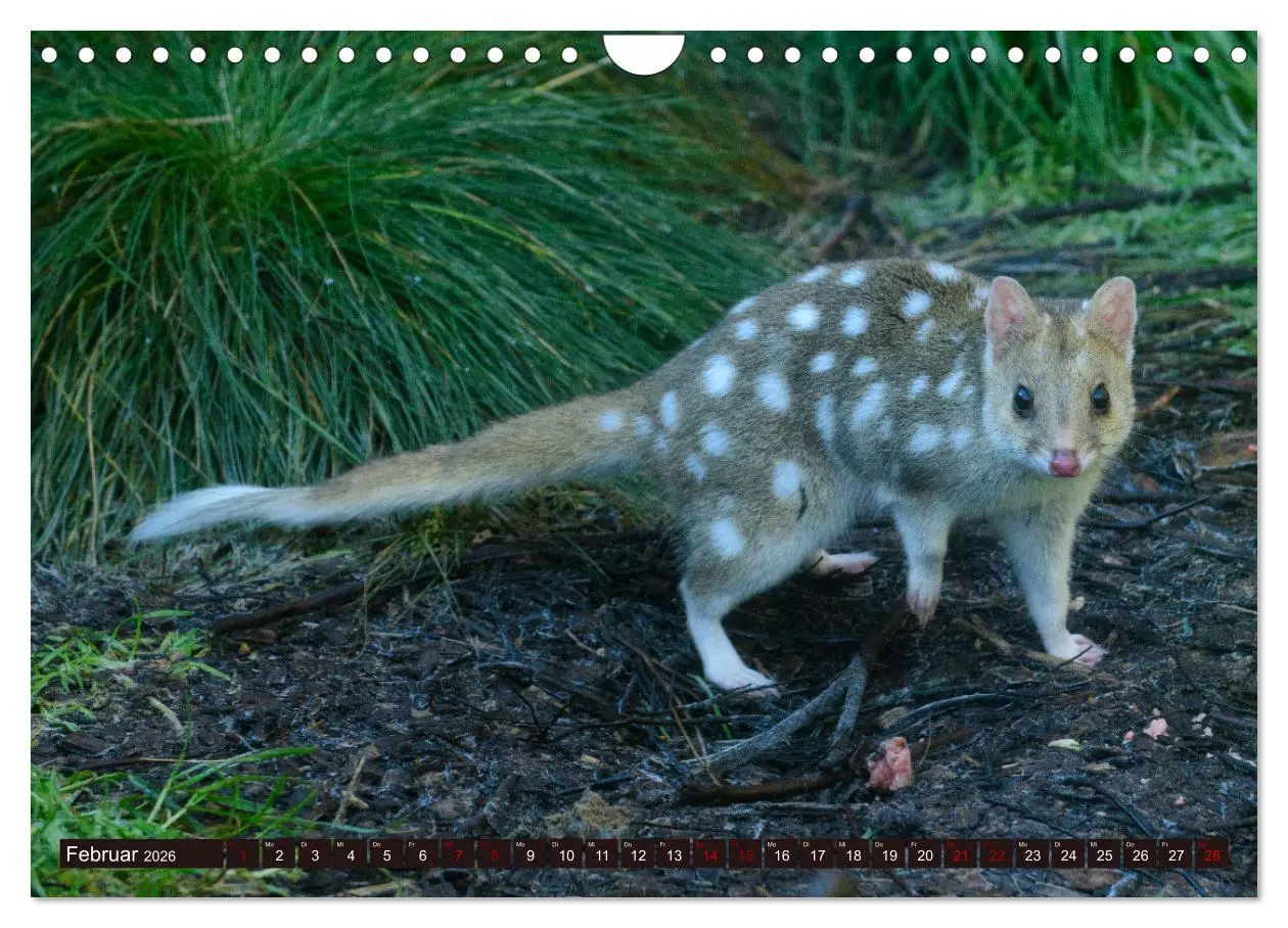 Bild: 9783457321935 | Traumpfade Australien (Wandkalender 2026 DIN A4 quer), CALVENDO...