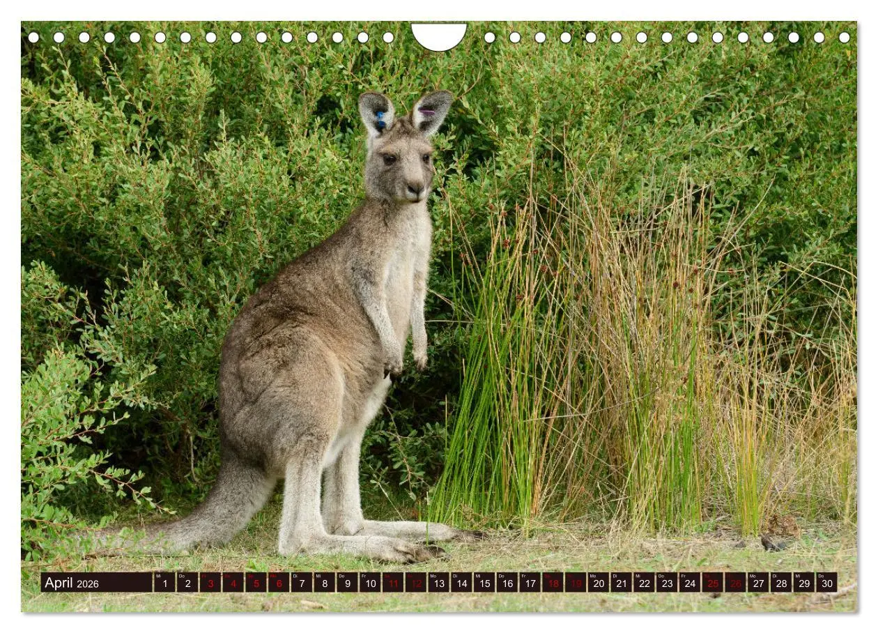 Bild: 9783457321935 | Traumpfade Australien (Wandkalender 2026 DIN A4 quer), CALVENDO...