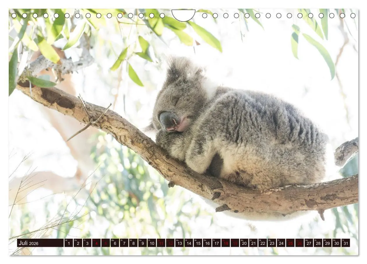 Bild: 9783457321935 | Traumpfade Australien (Wandkalender 2026 DIN A4 quer), CALVENDO...