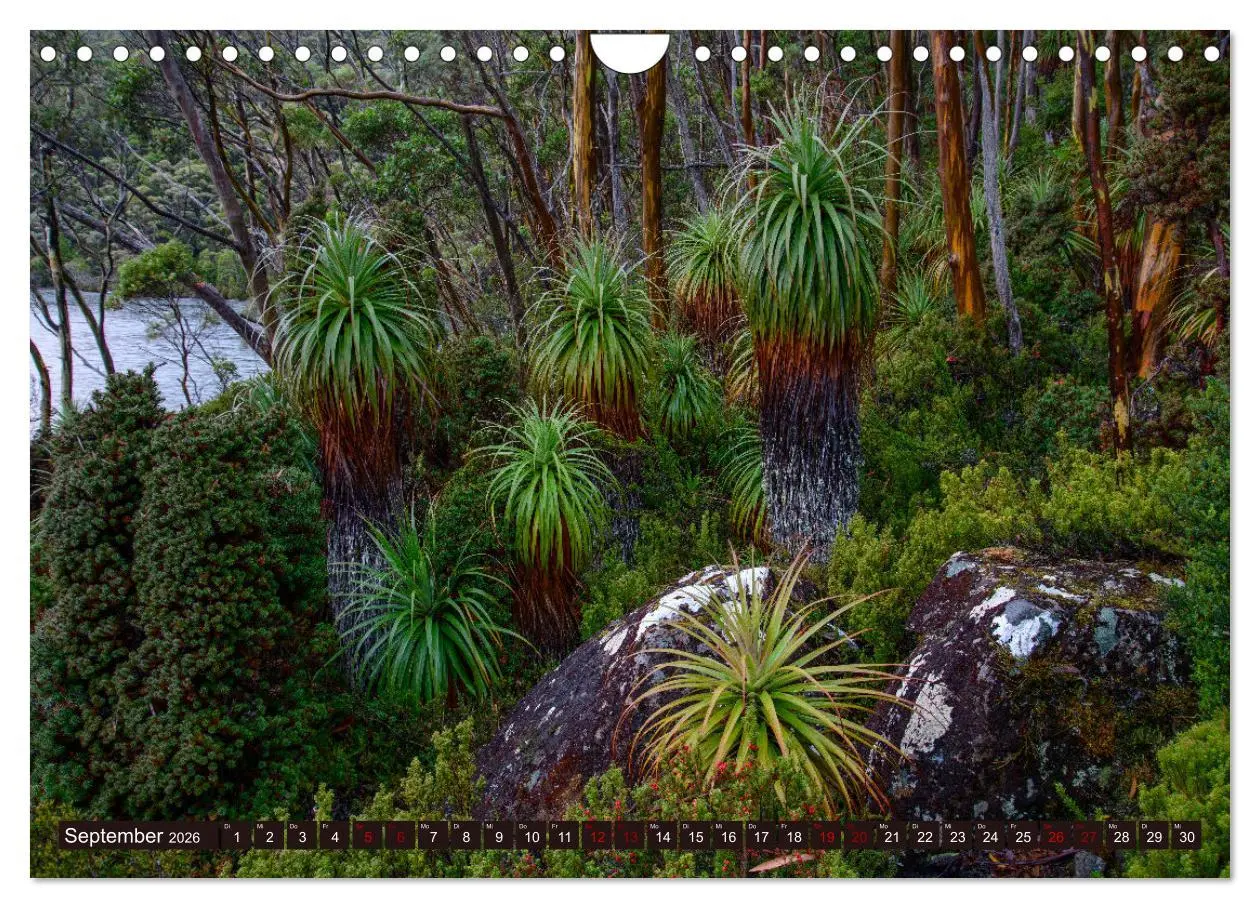 Bild: 9783457321935 | Traumpfade Australien (Wandkalender 2026 DIN A4 quer), CALVENDO...