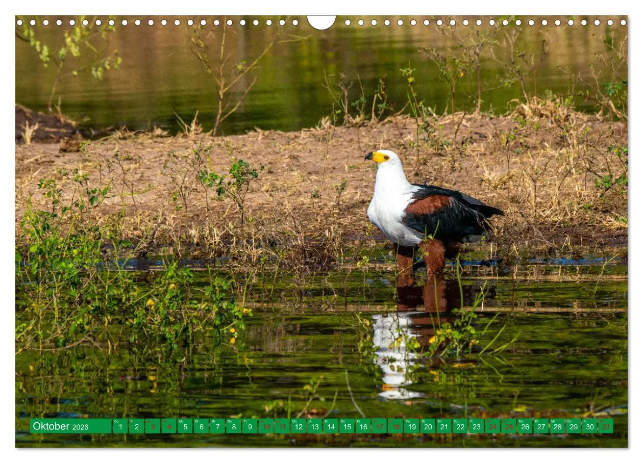 Bild: 9783457372135 | Greifvögel - wild und schön (Wandkalender 2026 DIN A3 quer),...