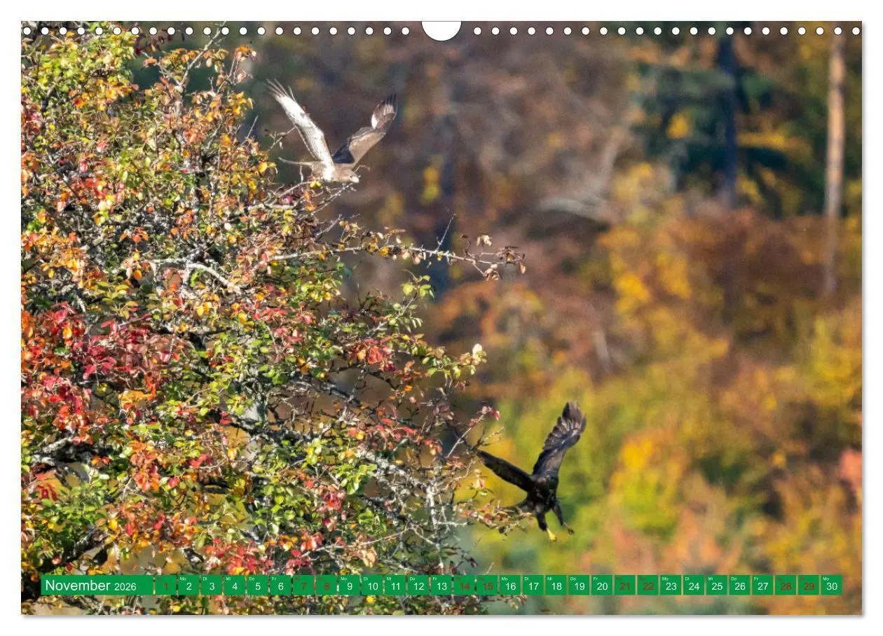 Bild: 9783457372135 | Greifvögel - wild und schön (Wandkalender 2026 DIN A3 quer),...