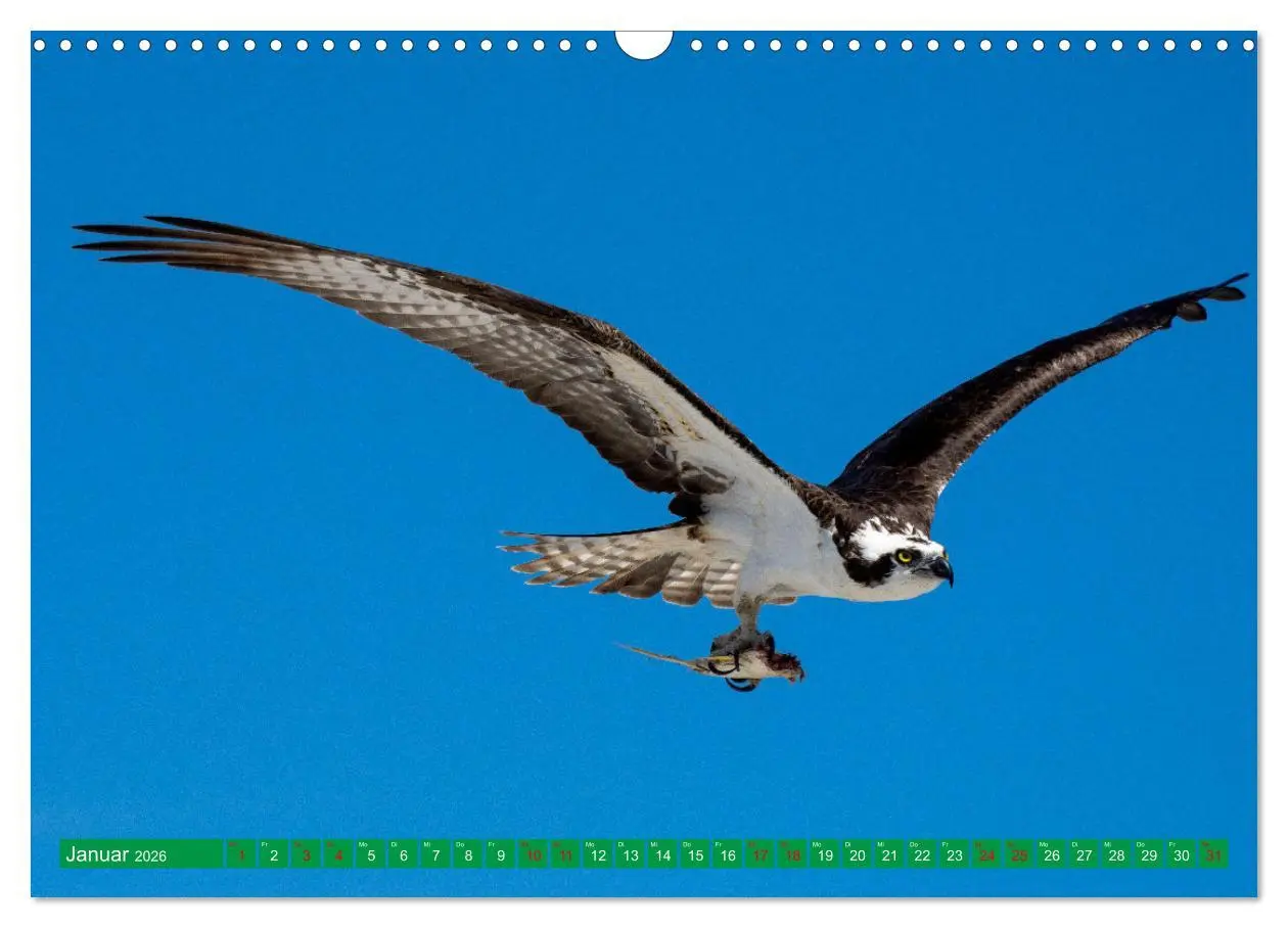 Bild: 9783457372135 | Greifvögel - wild und schön (Wandkalender 2026 DIN A3 quer),...