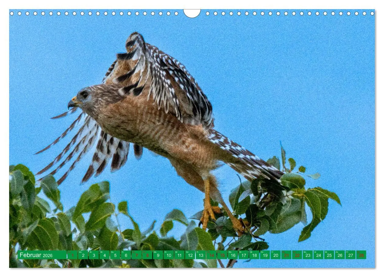 Bild: 9783457372135 | Greifvögel - wild und schön (Wandkalender 2026 DIN A3 quer),...