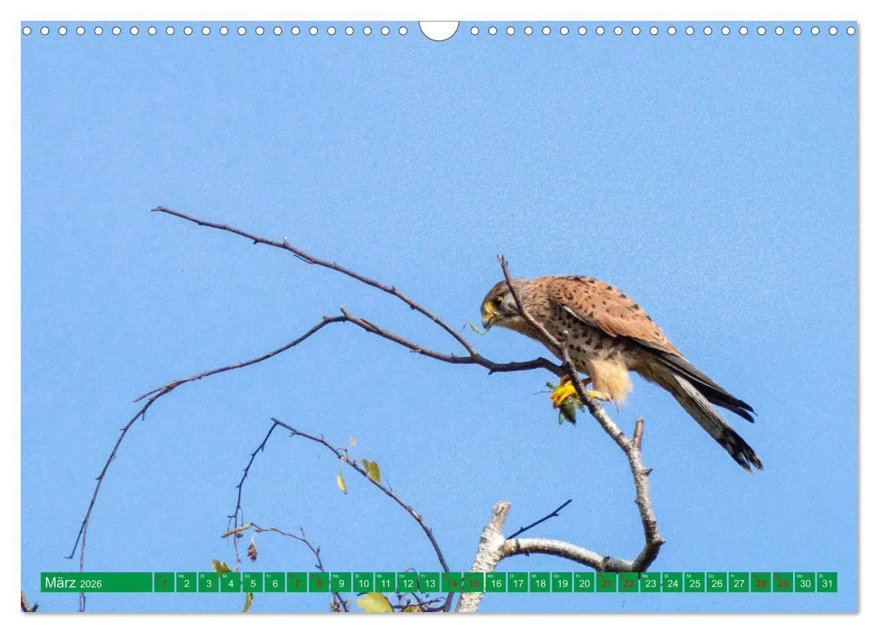 Bild: 9783457372135 | Greifvögel - wild und schön (Wandkalender 2026 DIN A3 quer),...