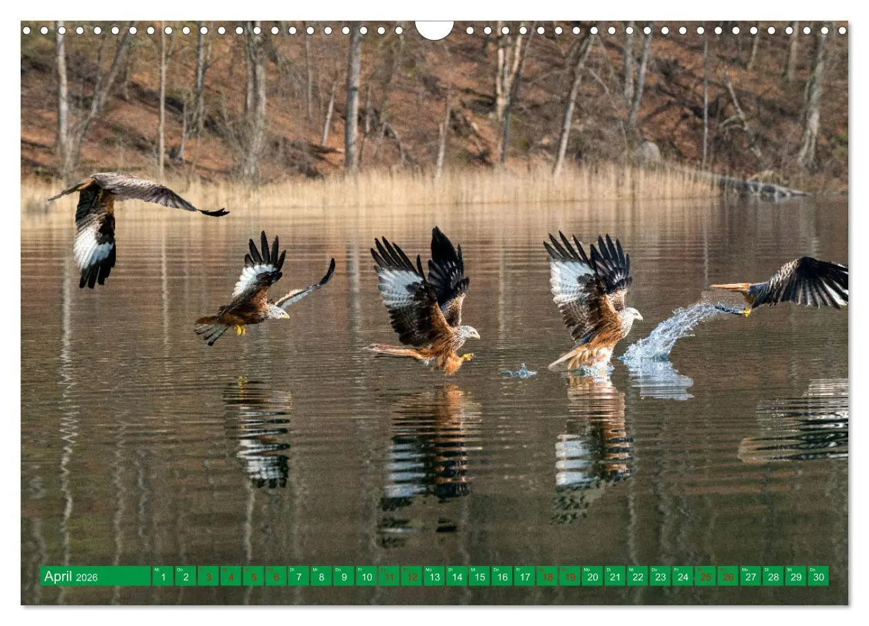 Bild: 9783457372135 | Greifvögel - wild und schön (Wandkalender 2026 DIN A3 quer),...