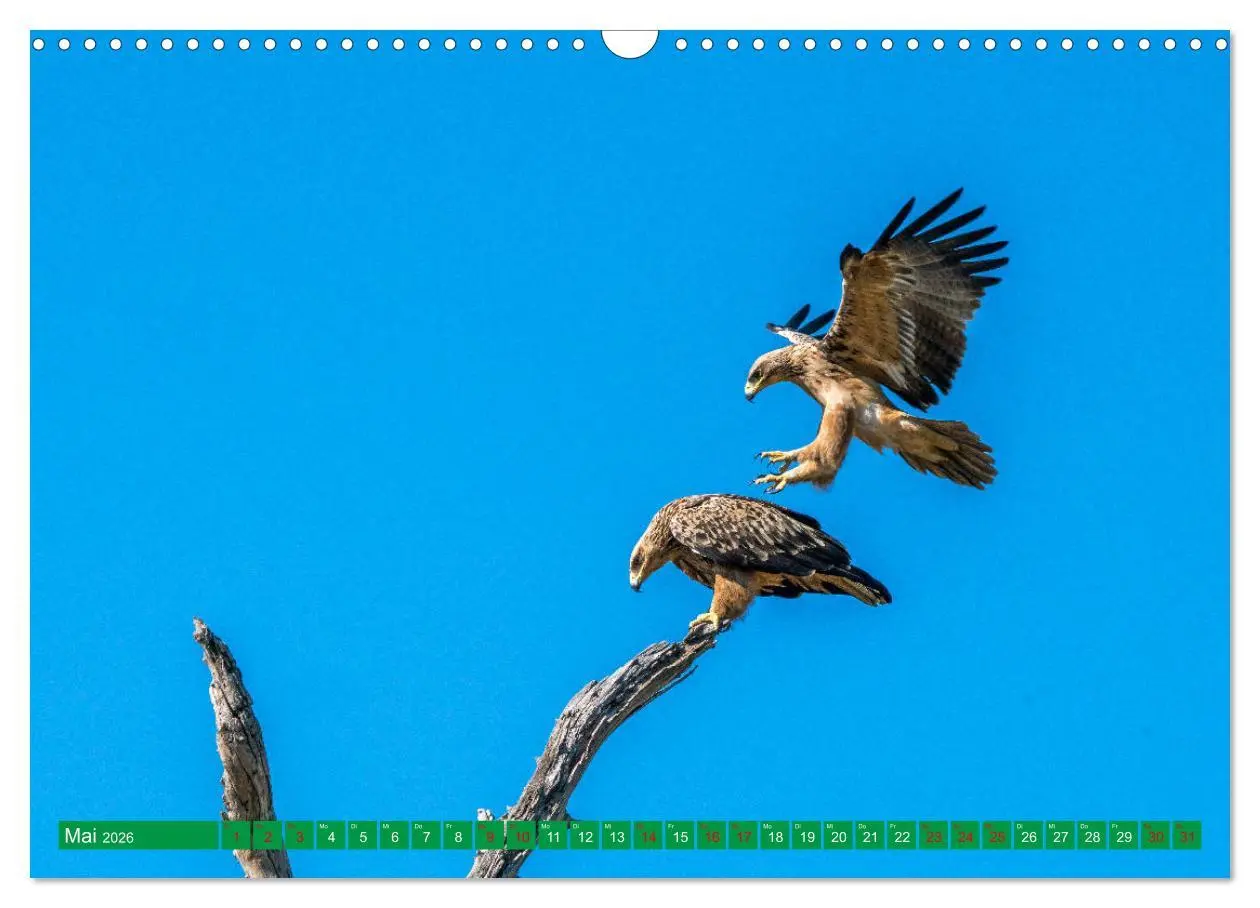 Bild: 9783457372135 | Greifvögel - wild und schön (Wandkalender 2026 DIN A3 quer),...