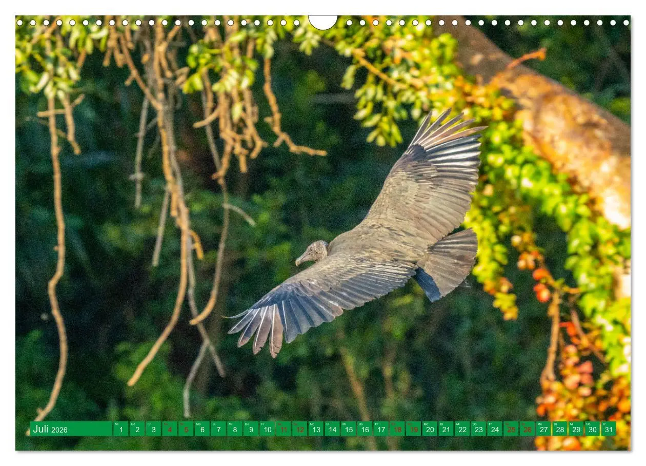 Bild: 9783457372135 | Greifvögel - wild und schön (Wandkalender 2026 DIN A3 quer),...