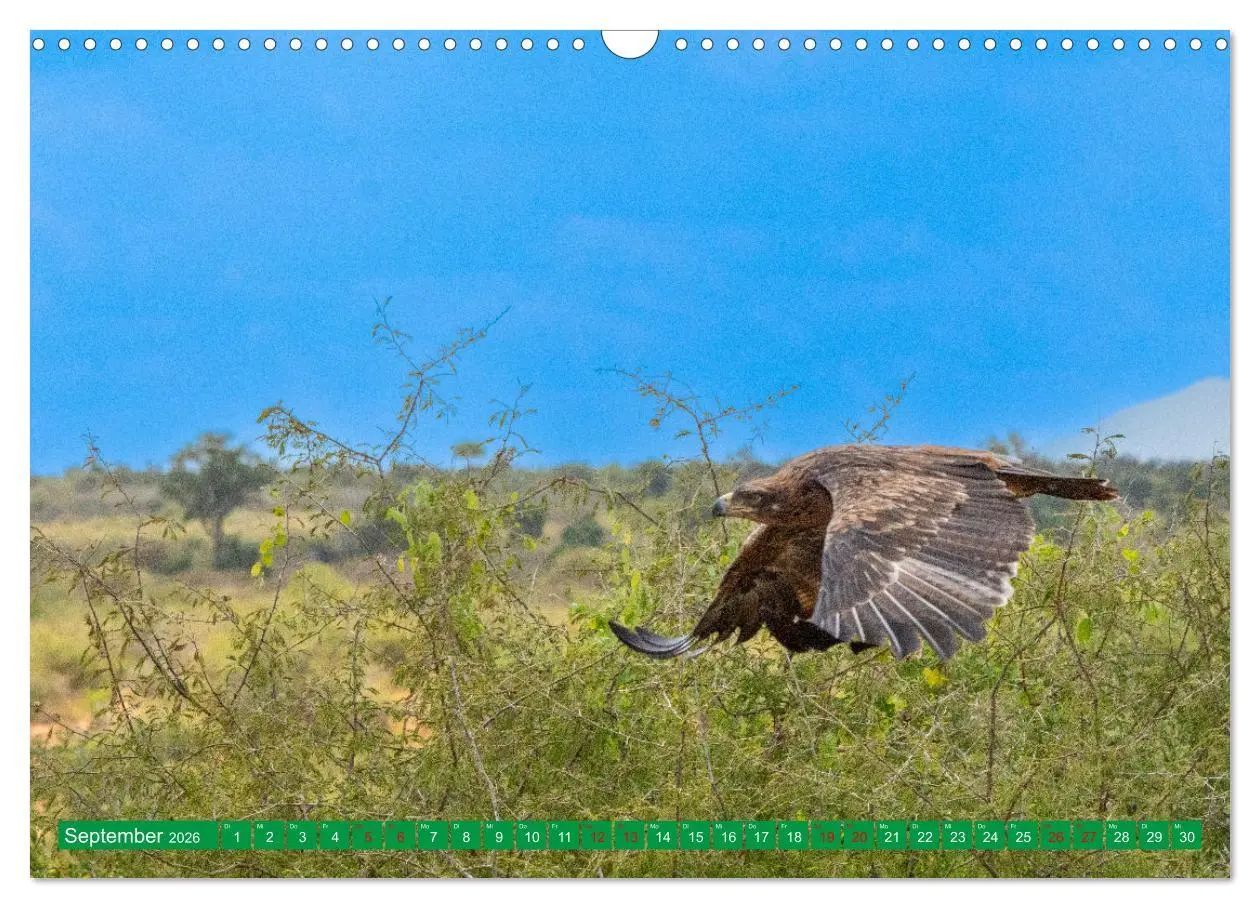 Bild: 9783457372135 | Greifvögel - wild und schön (Wandkalender 2026 DIN A3 quer),...