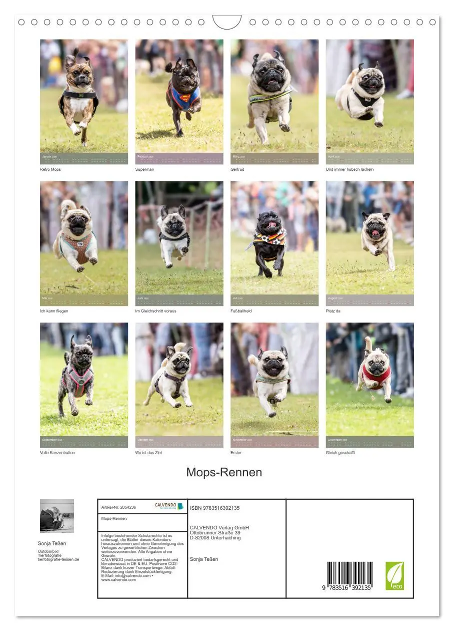 Bild: 9783516392135 | Mops-Rennen (Wandkalender 2026 DIN A3 hoch), CALVENDO Monatskalender
