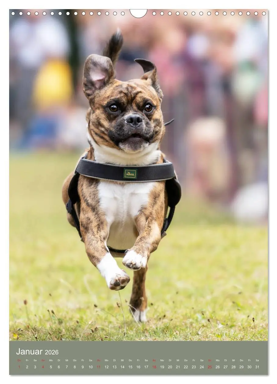 Bild: 9783516392135 | Mops-Rennen (Wandkalender 2026 DIN A3 hoch), CALVENDO Monatskalender