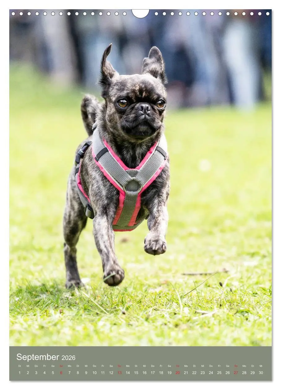 Bild: 9783516392135 | Mops-Rennen (Wandkalender 2026 DIN A3 hoch), CALVENDO Monatskalender