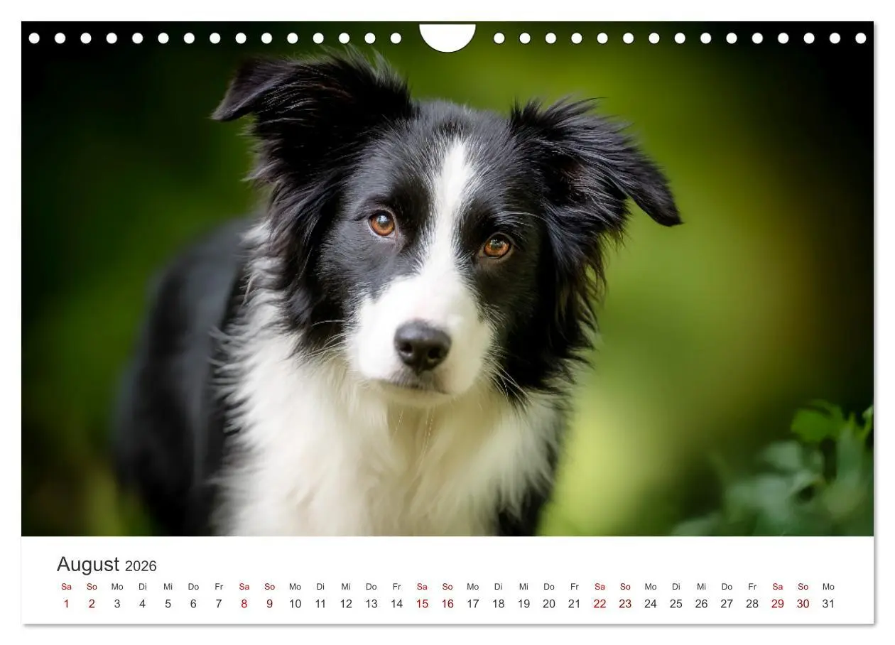 Bild: 9783516602135 | Schön, schlau, schnell! - Der Border Collie - Kalender...