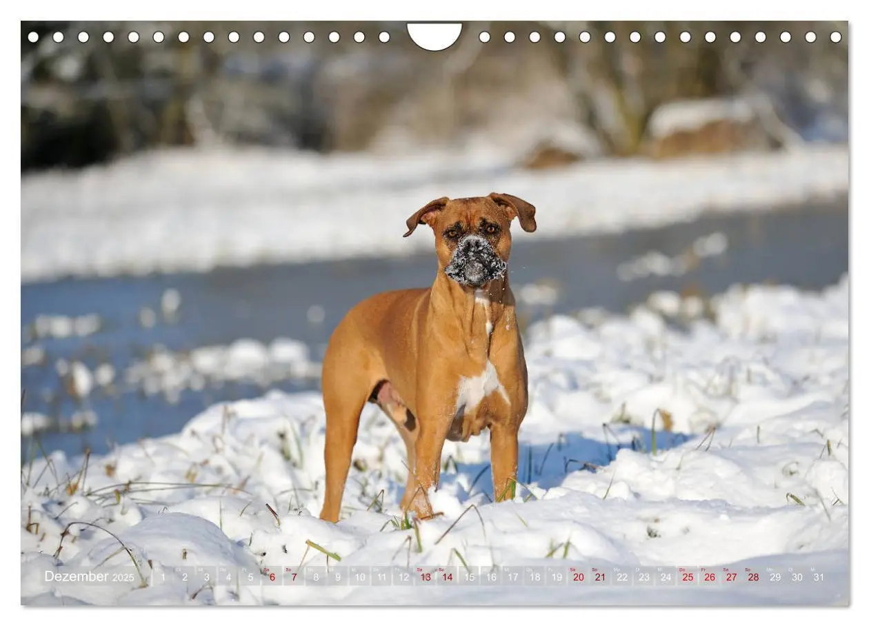 Bild: 9783435412235 | Gut - besser - Boxer (Wandkalender 2025 DIN A4 quer), CALVENDO...