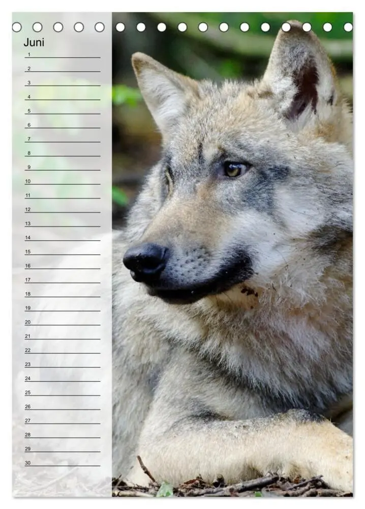 Bild: 9783435882335 | Der Wolf - Isegrim in den heimischen Wäldern - Kalender 2025...