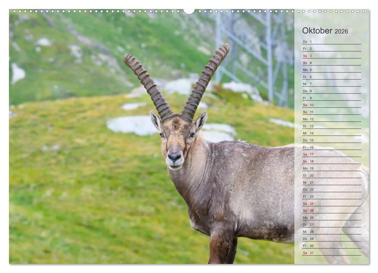 Bild: 9783457422335 | Bergkönige - Steinböcke im Blickpunkt der Naturforografie...