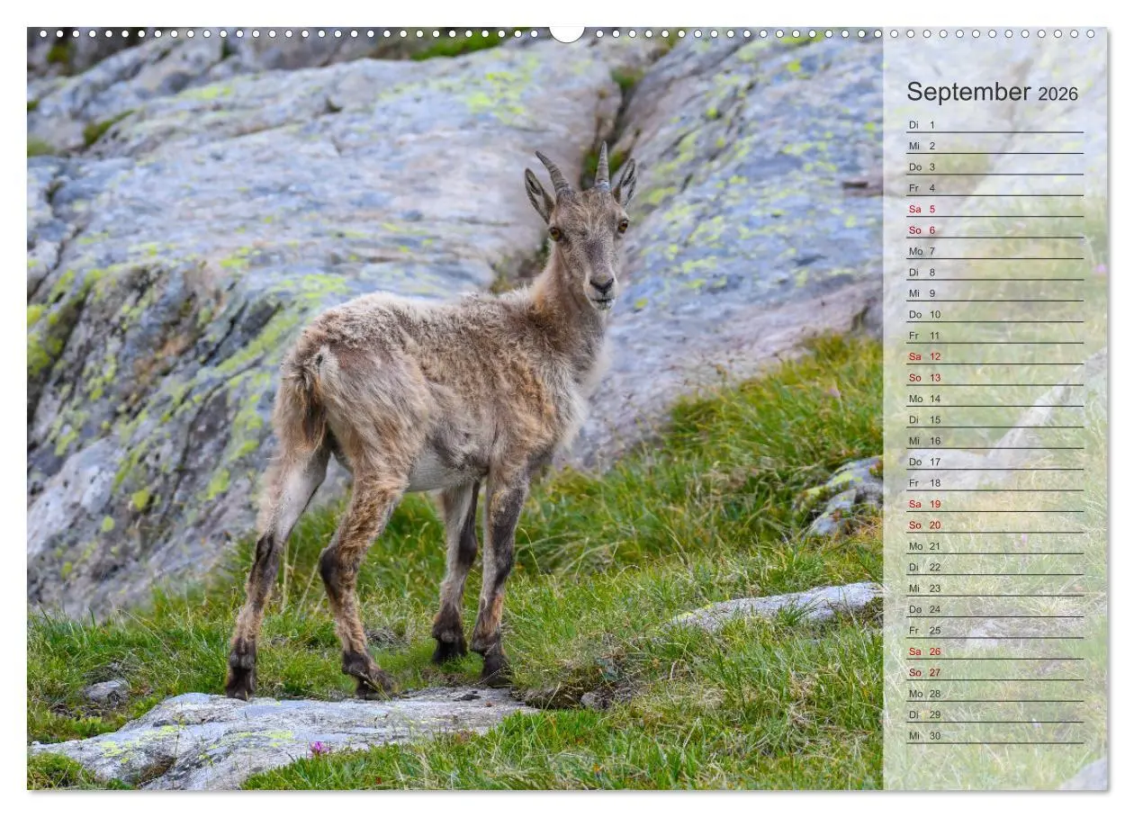 Bild: 9783457422335 | Bergkönige - Steinböcke im Blickpunkt der Naturforografie...