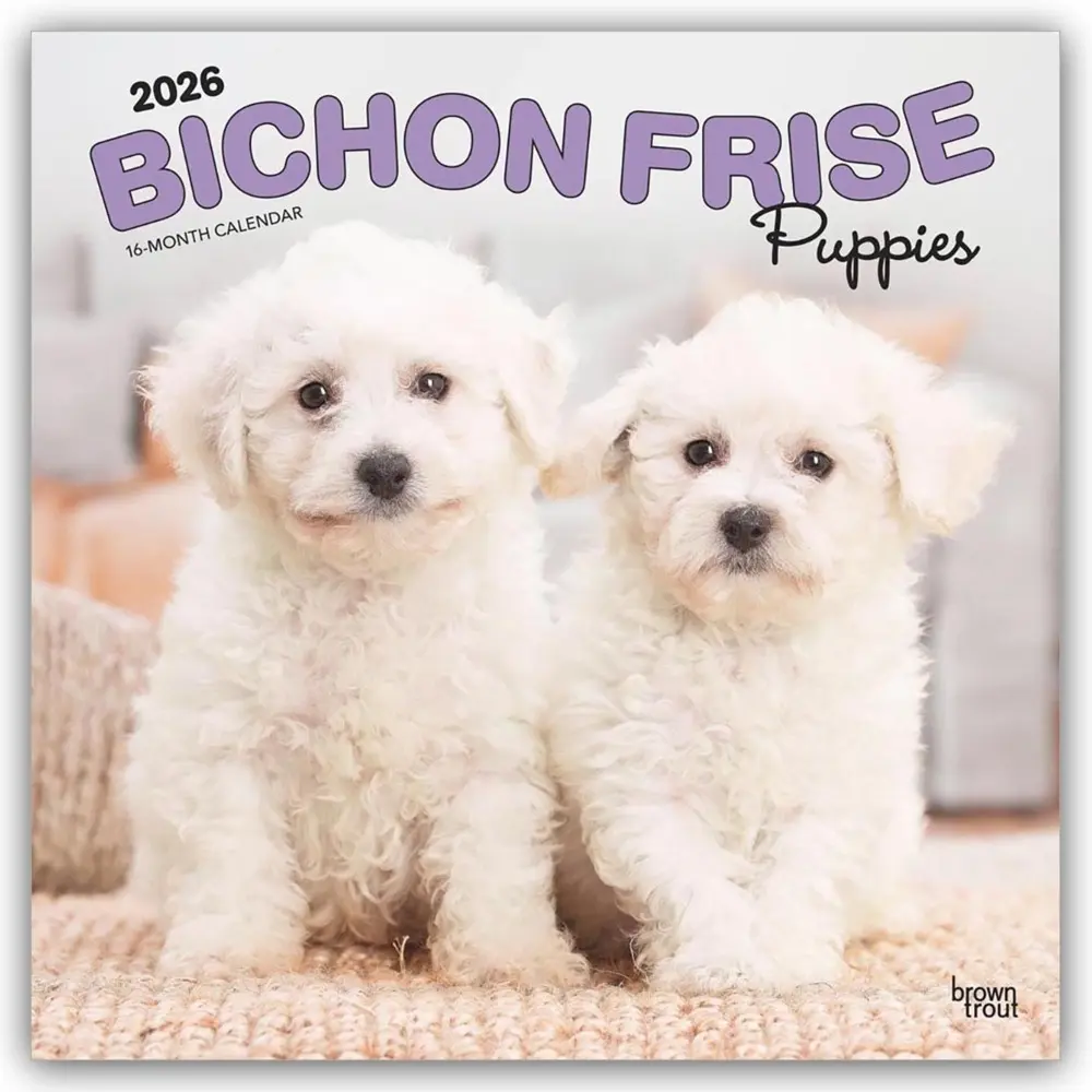 Cover: 9798330702435 | Bichon Frisé Puppies - Bichon Frisé Welpen 2026 - 16-Monatskalender