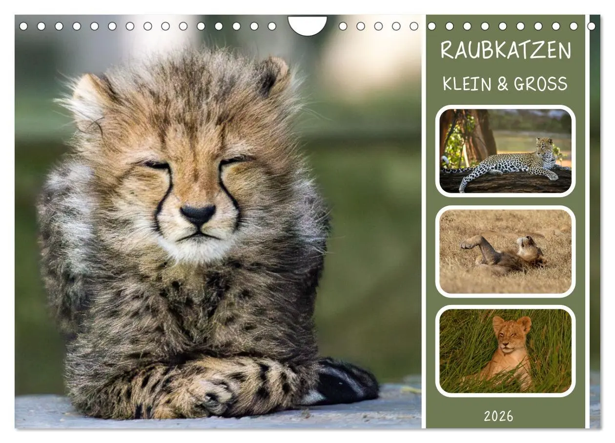 Cover: 9783457252635 | Raubkatzen - groß &amp; klein (Wandkalender 2026 DIN A4 quer), CALVENDO...