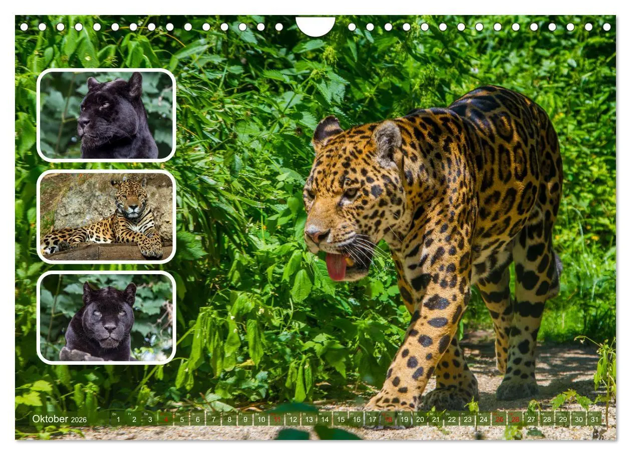Bild: 9783457252635 | Raubkatzen - groß &amp; klein (Wandkalender 2026 DIN A4 quer), CALVENDO...