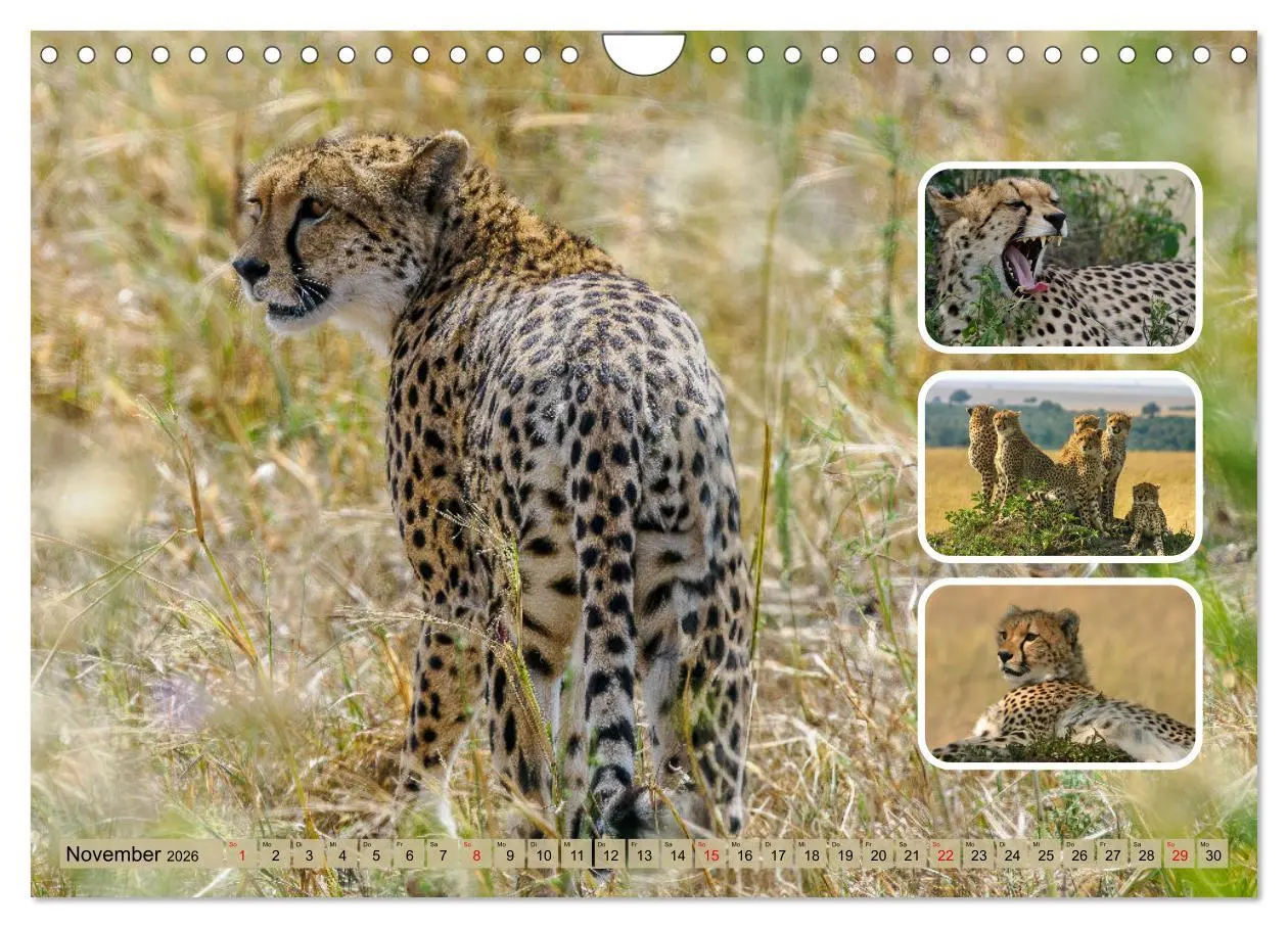 Bild: 9783457252635 | Raubkatzen - groß &amp; klein (Wandkalender 2026 DIN A4 quer), CALVENDO...