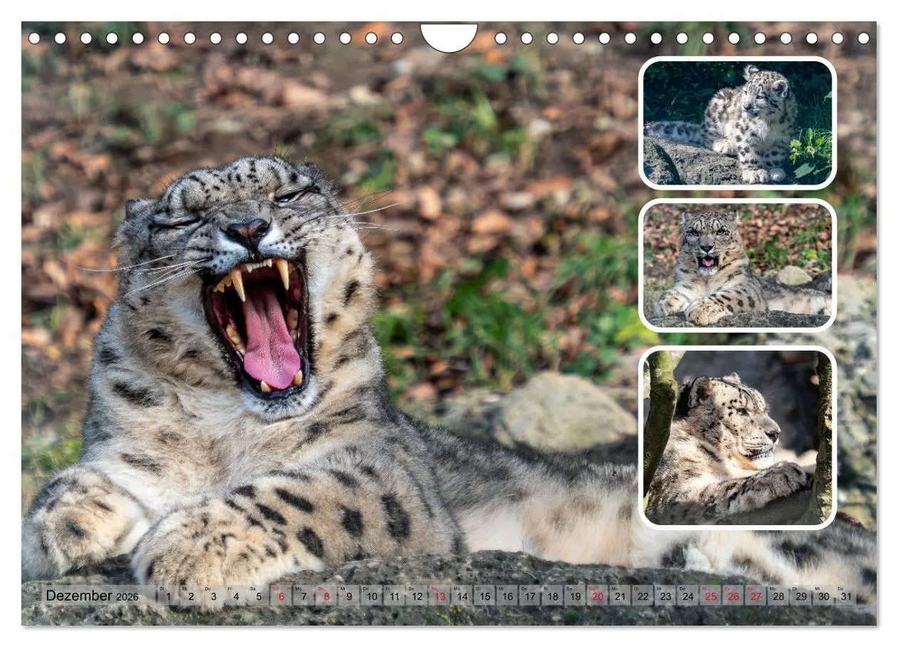 Bild: 9783457252635 | Raubkatzen - groß &amp; klein (Wandkalender 2026 DIN A4 quer), CALVENDO...