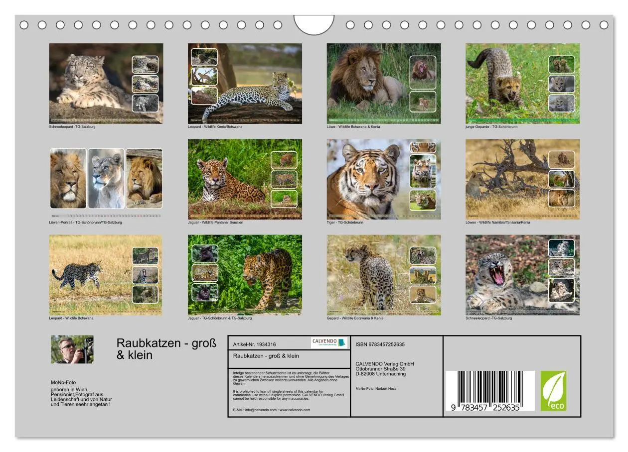 Bild: 9783457252635 | Raubkatzen - groß &amp; klein (Wandkalender 2026 DIN A4 quer), CALVENDO...