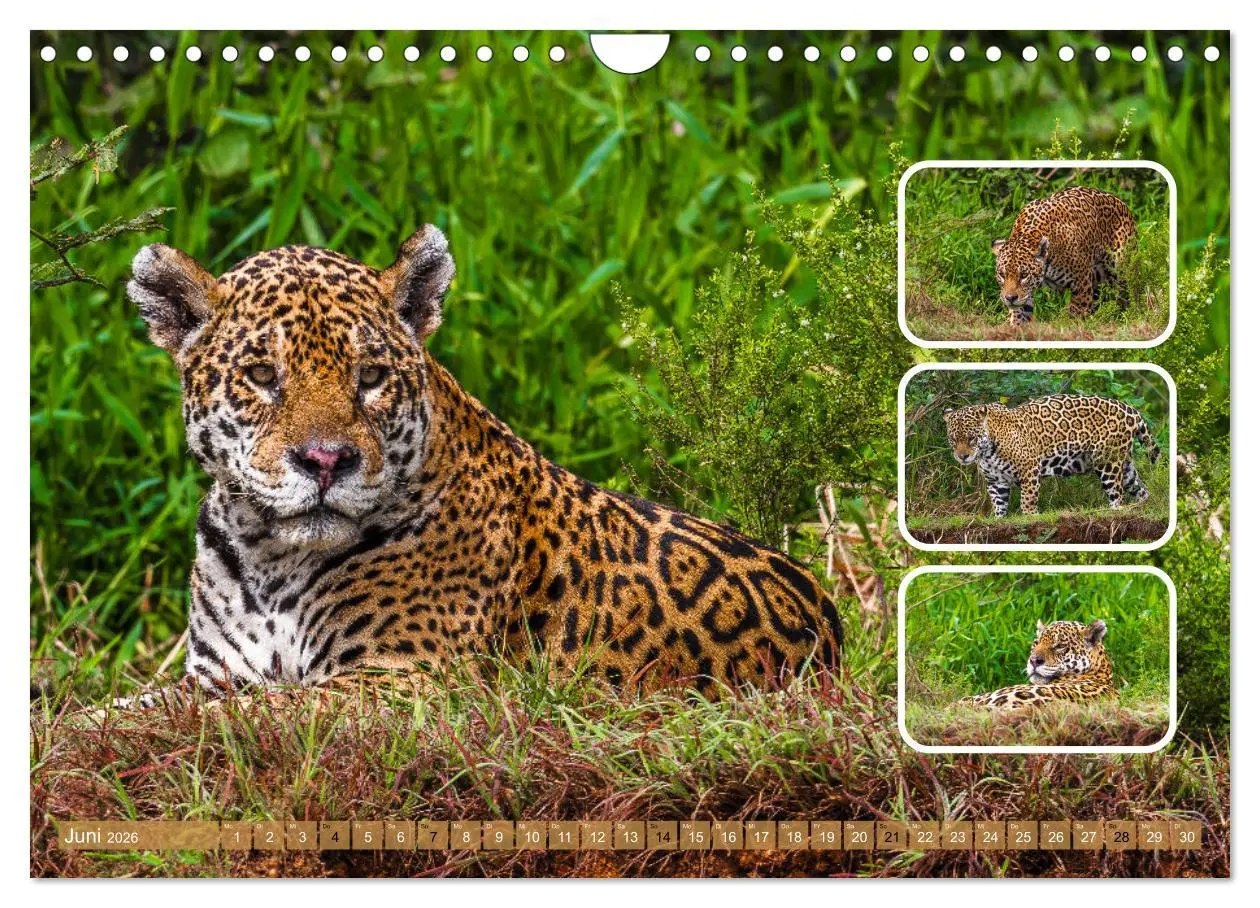 Bild: 9783457252635 | Raubkatzen - groß &amp; klein (Wandkalender 2026 DIN A4 quer), CALVENDO...
