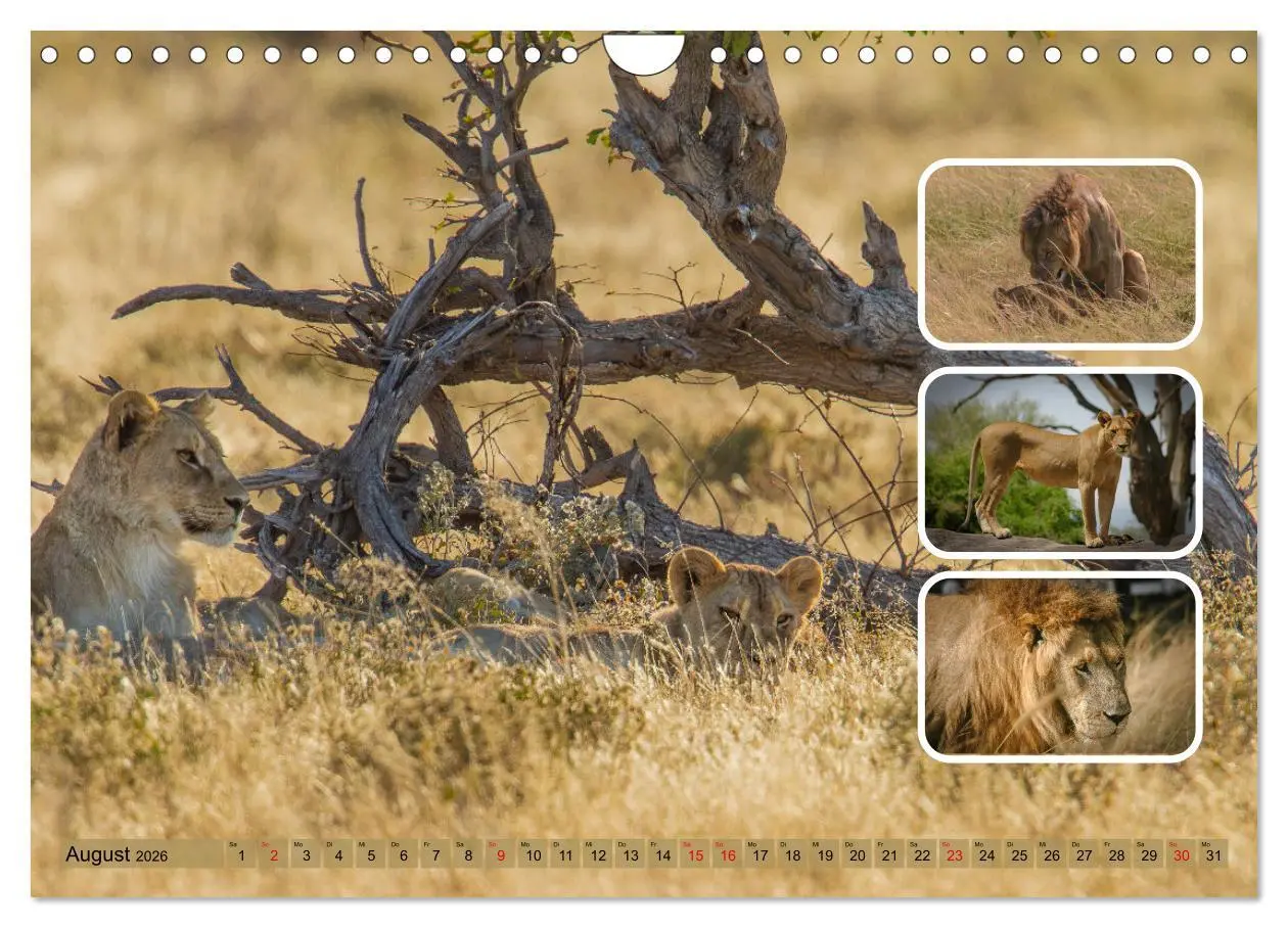 Bild: 9783457252635 | Raubkatzen - groß &amp; klein (Wandkalender 2026 DIN A4 quer), CALVENDO...