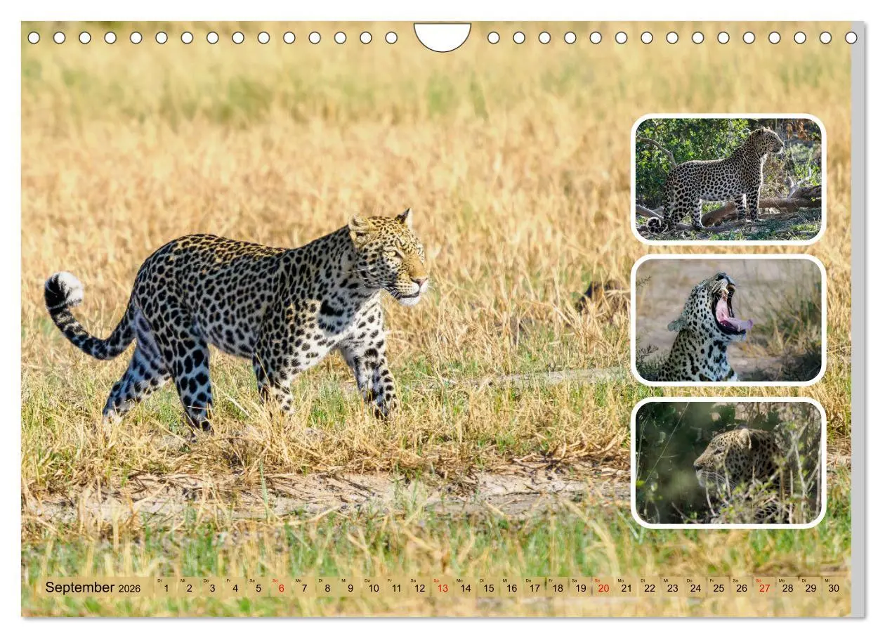 Bild: 9783457252635 | Raubkatzen - groß &amp; klein (Wandkalender 2026 DIN A4 quer), CALVENDO...