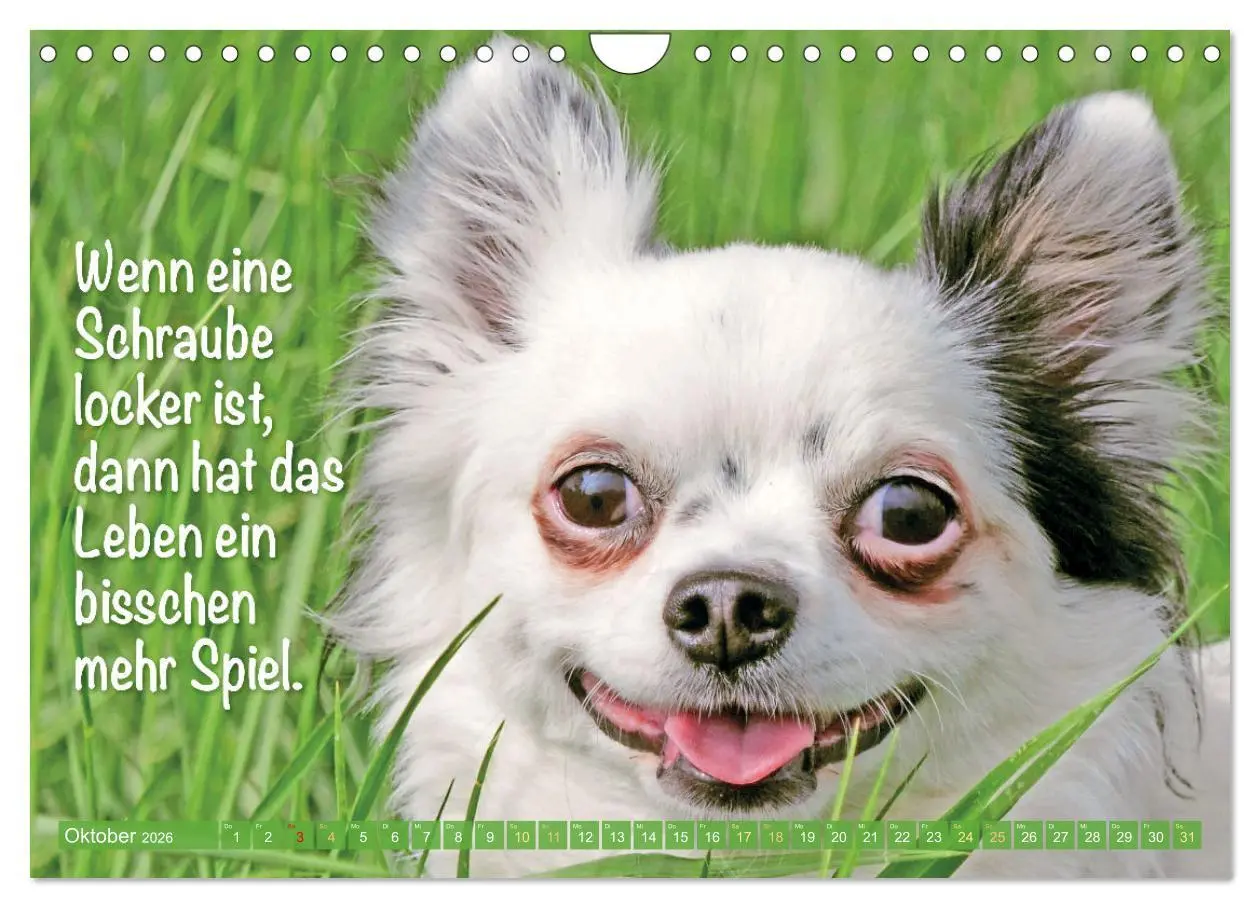 Bild: 9783457322635 | Chihuahua: Kleine Hunde, aber oho (Wandkalender 2026 DIN A4 quer),...