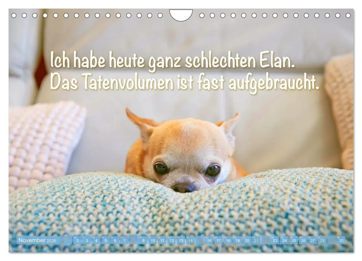 Bild: 9783457322635 | Chihuahua: Kleine Hunde, aber oho (Wandkalender 2026 DIN A4 quer),...