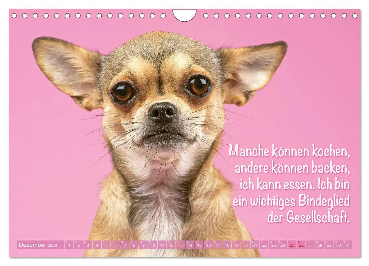 Bild: 9783457322635 | Chihuahua: Kleine Hunde, aber oho (Wandkalender 2026 DIN A4 quer),...