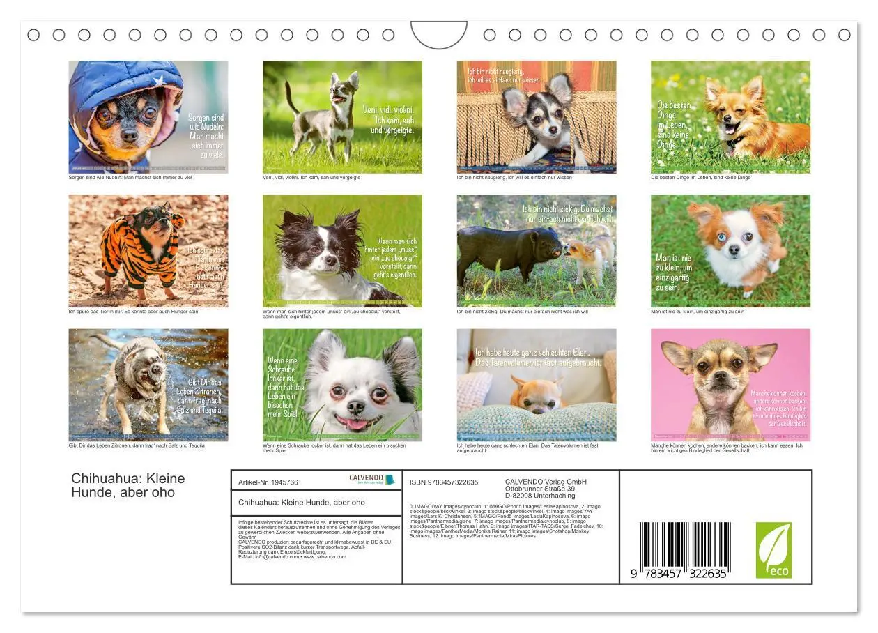 Bild: 9783457322635 | Chihuahua: Kleine Hunde, aber oho (Wandkalender 2026 DIN A4 quer),...